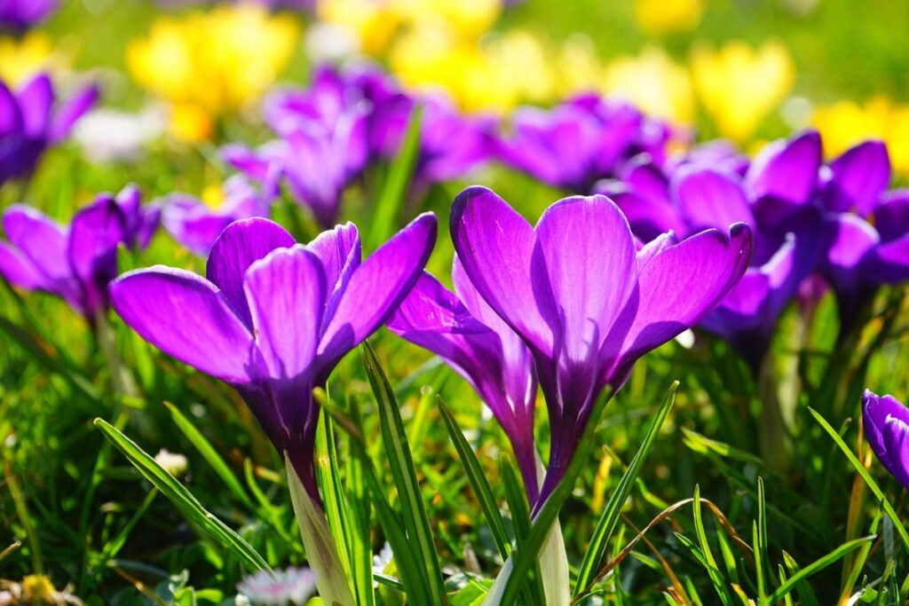 Ontluikende lente Ontluikende lente