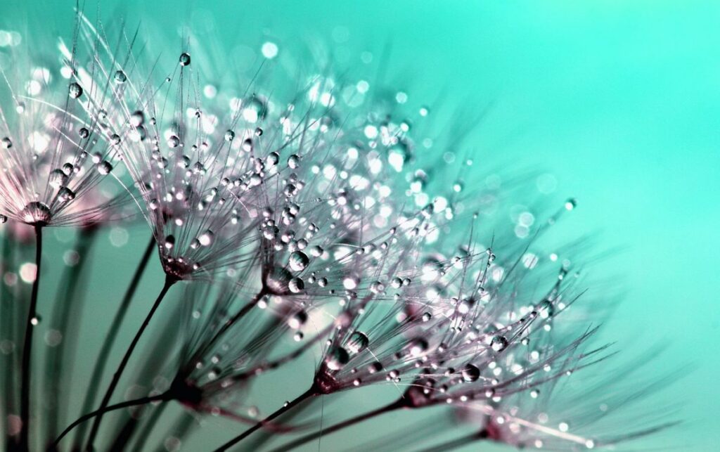 Attitudinal Healing Attitudinal Healing